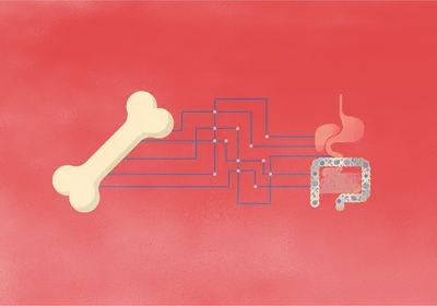 bone microbiome inflammation wnt10b rankl